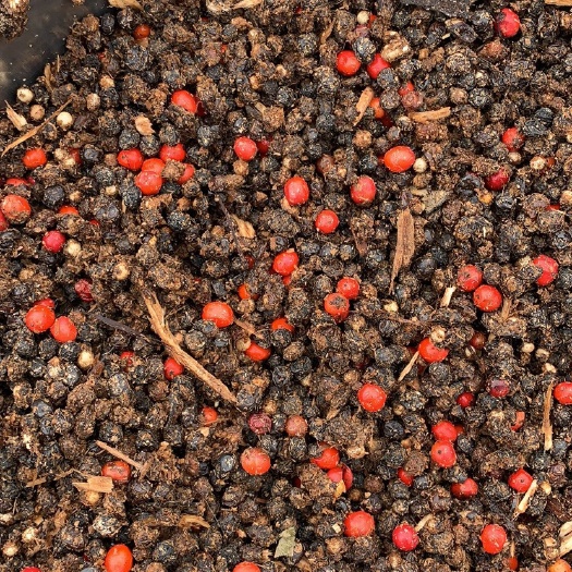 榕江县经过储存后的草珊瑚种籽