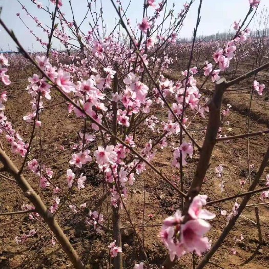 新沂市黄金蜜桃树苗  精选优质桃苗，现挖现发，保证品质，品种多样，欢迎咨询