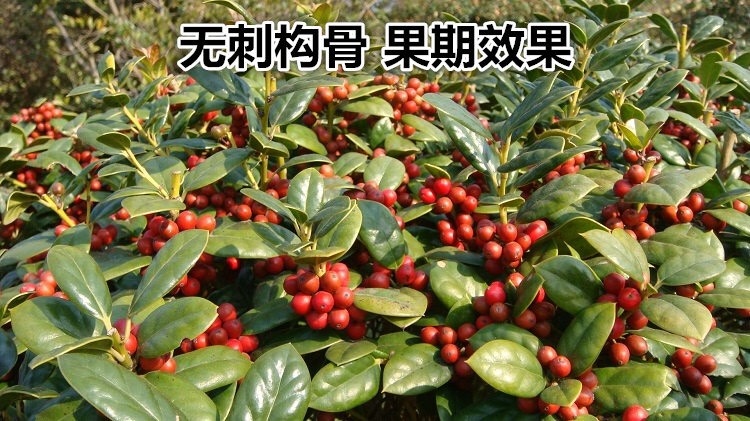 咸宁枸骨 无刺枸骨 又名鸿运果 别墅庭院篱笆小苗 包邮