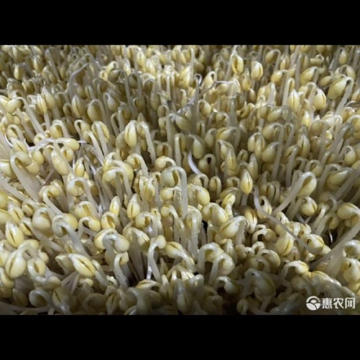 临海市黄豆芽，绿豆芽批发，保质保量。