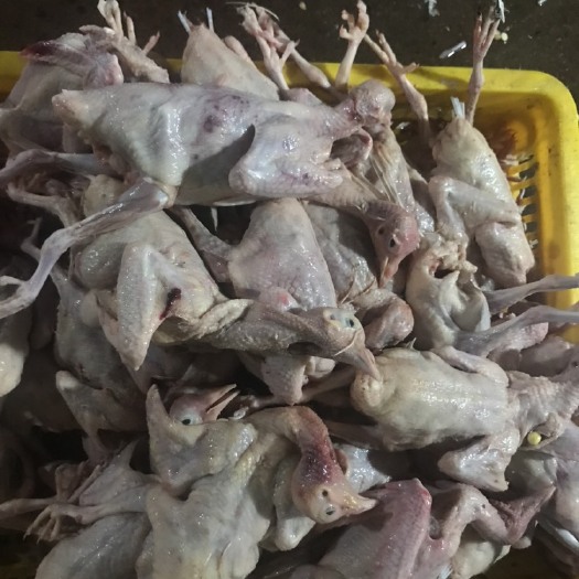 广州白条鸽 新鲜乳鸽批发，活体毛鸽批发