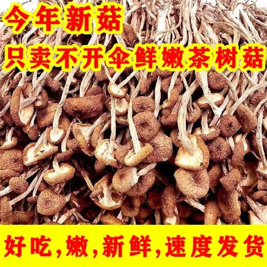 古田县不开伞茶树菇，厂家直供一件代发2021新货