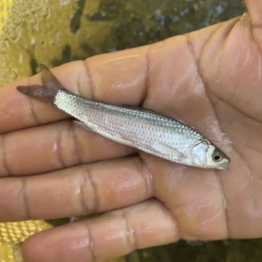 南宁赤眼鳟鱼苗赤眼鱼苗