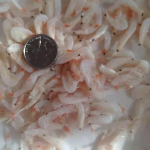 滨州渤海湾虾皮的营养价值是非常高的我们就那用来衡量营养价值高低的