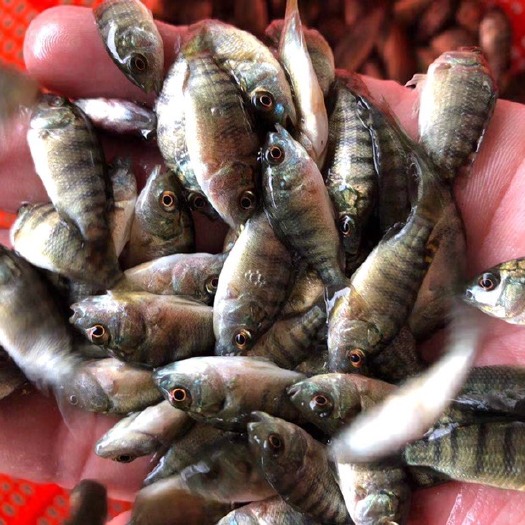 广州罗非鱼苗  海南一号罗非苗  罗非水花苗