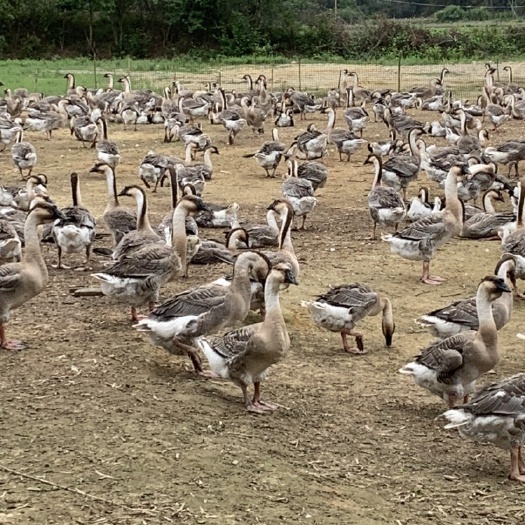 阳西县肉鹅 1300只