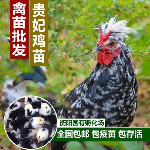 衡阳批发贵妃鸡苗 贵妃土鸡苗 有特色鸡苗品种