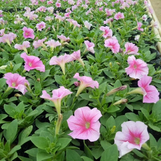 西安春季草花矮牵牛