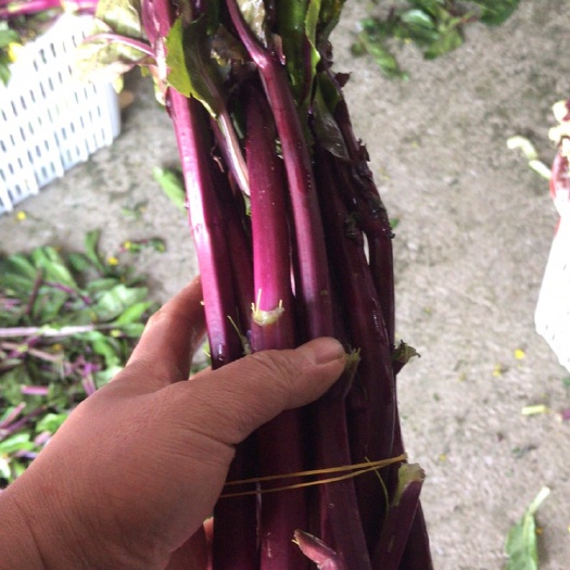 汉川市 精品三月红菜苔