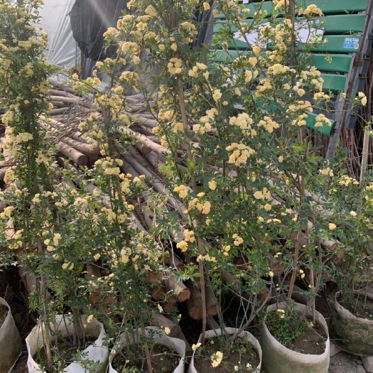 沭阳县麦冬草 
