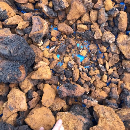 绥芬河市桦树茸（已断货，请谅解，）现经营代加工成品，代用茶，养生茶等