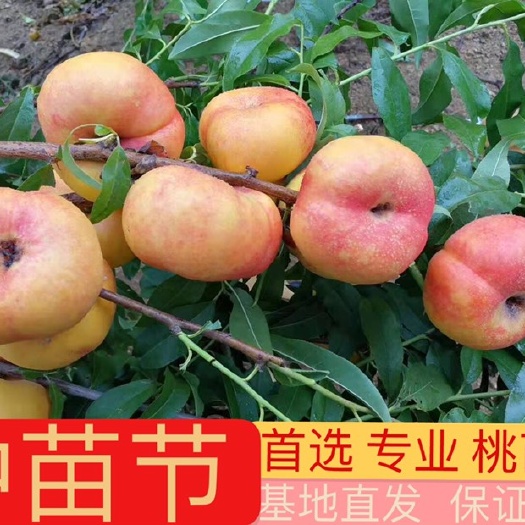 新沂市油蟠桃苗  油蟠桃7号桃苗，油蟠桃9号桃苗，基地直发，保证纯度