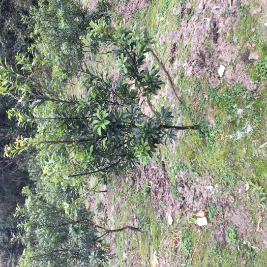 靖州县东魁杨梅树苗