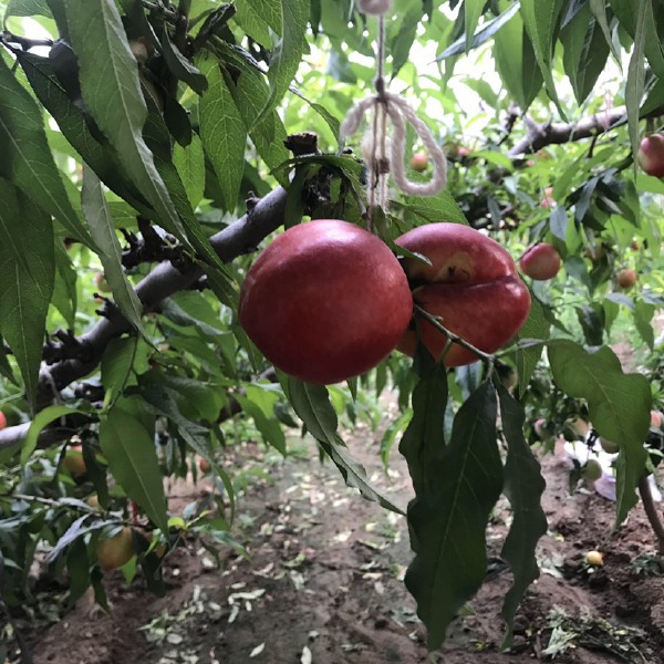 中油油桃  青岛莱西桃子主产区实力代办，4月份桃子陆续上市