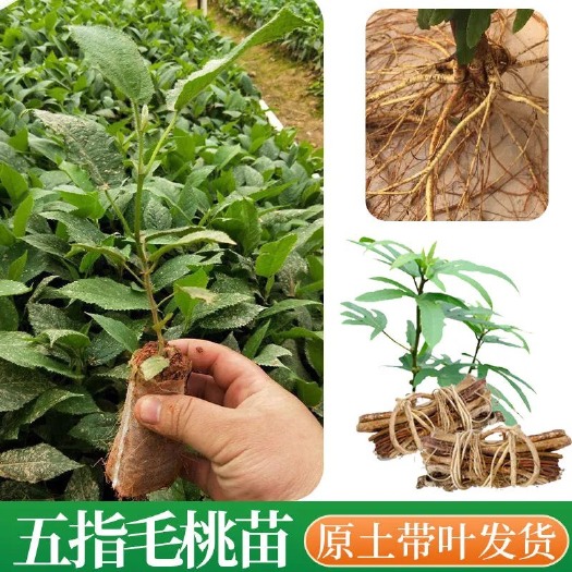 灵山县五指毛桃苗 五叉火 本草纲目中药材 包种植技术包回收