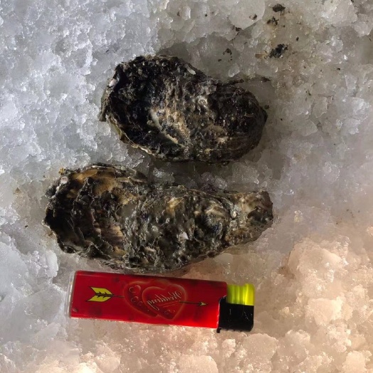 饶平县珍珠蚝  广东饶平牡蛎白蚝