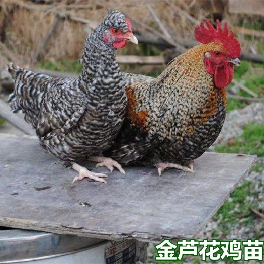南宁金芦花鸡苗