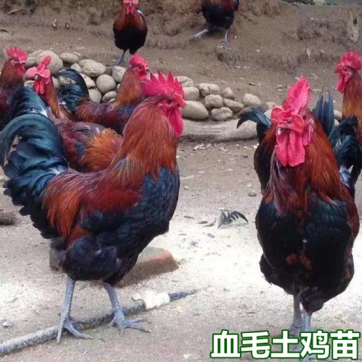 南宁血毛土鸡苗