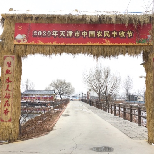 天津粳稻谷  有机小站稻津原U99