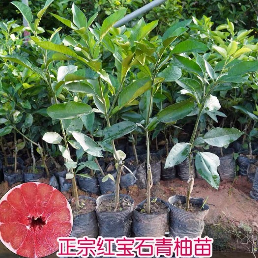 灵山县泰国红宝石柚苗  泰国红宝石青柚嫁接苗柚子树苗新品红宝石柚苗越南青柚苗红心柚子