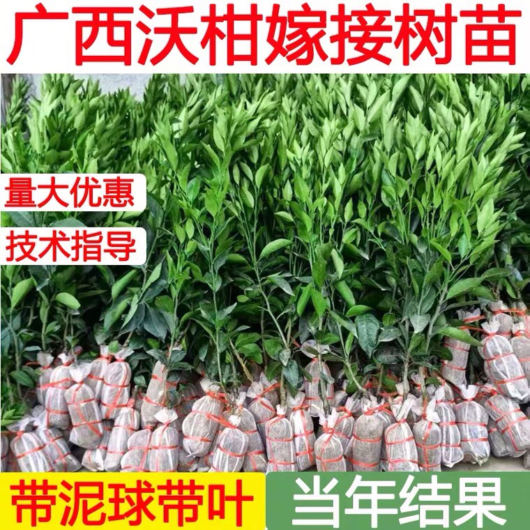 091无核沃柑苗 品种纯正 种植第二年结果 产量高皮薄肉厚