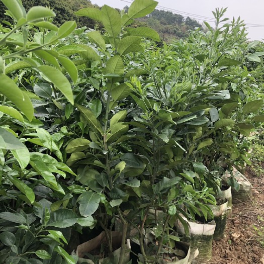 南宁泰国红宝石柚苗 纯正泰国红宝石青柚种苗（广西种苗已登记注册人）