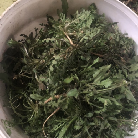 招远市 荠菜