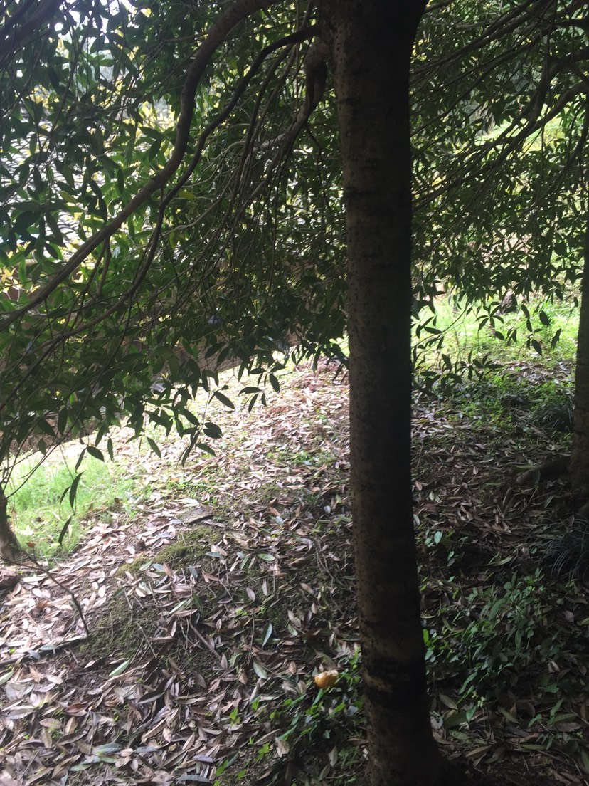 乐山 金桂 树龄12年 分枝1.8米 15-20公分