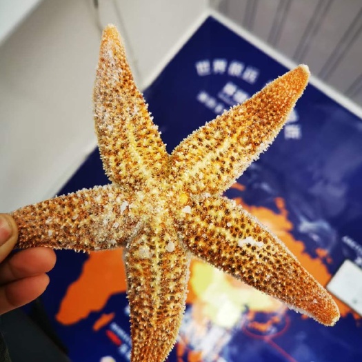 连云港海星  海五星  活冻海鲜   批发