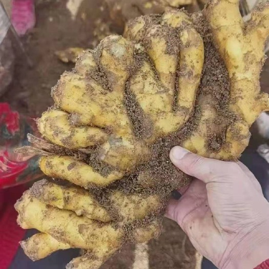 山东临沂沂蒙山大小黄姜，质优价廉，欢迎洽谈合作