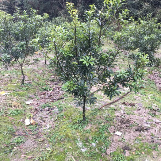 靖州县荸荠杨梅种苗 