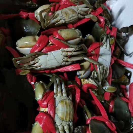 汕头青蟹  梁子湖上蟹，天下味绝美！