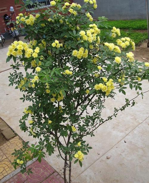 木香花 爬藤植物，黄花木香