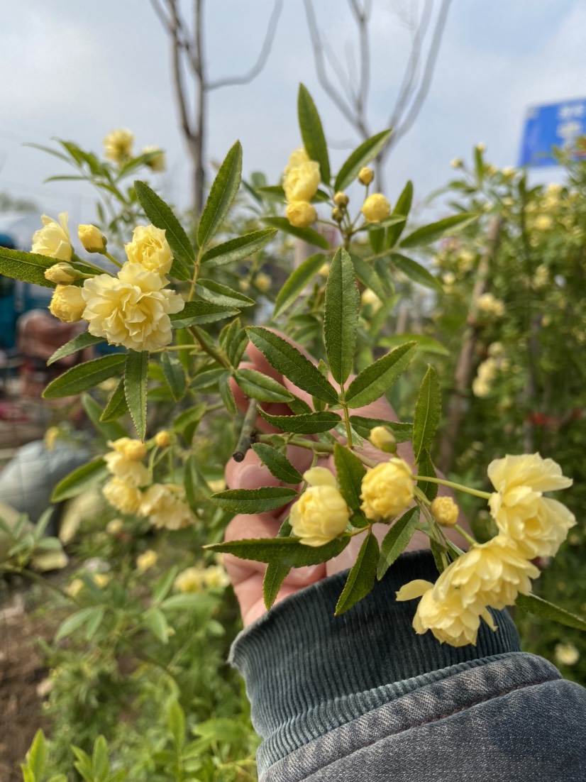 木香花 爬藤植物，黄花木香