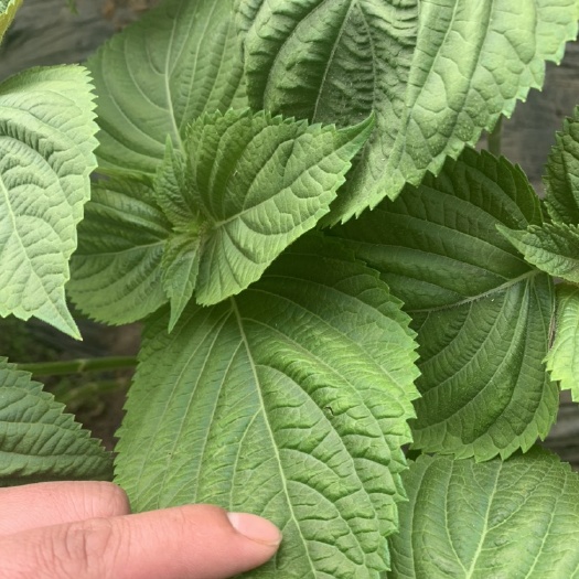 沈阳新鲜紫苏叶 精品大叶片 规格19～22公分