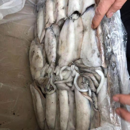 福州 阿曼500/1000克墨鱼