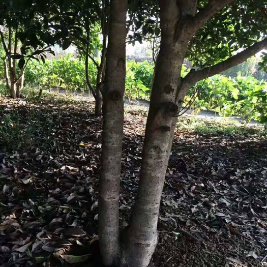 南通金桂 大概还有一千颗左右，整体打包出售，价格可谈