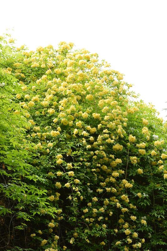 木香花 爬藤植物，黄花木香