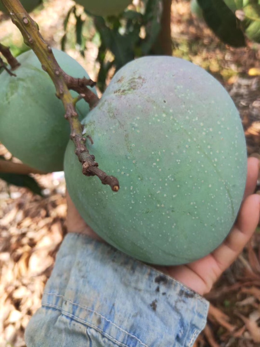 澳芒苗  芒果苗 澳芒芒果苗 金煌芒果苗 桂芒果苗 台农芒果苗 嫁接苗