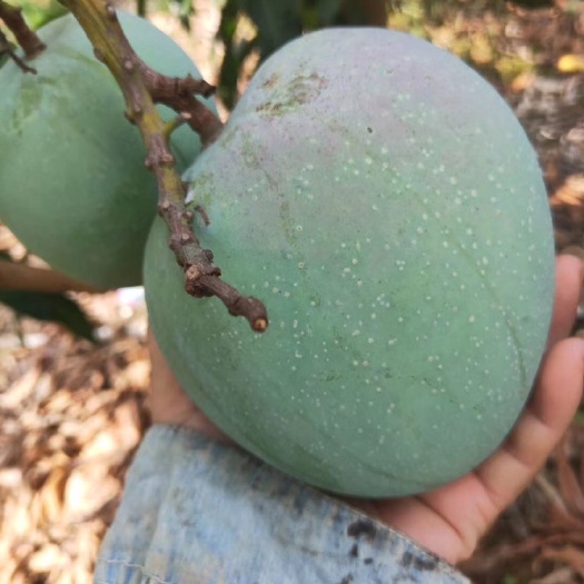 灵山县澳芒苗  芒果苗 澳芒芒果苗 金煌芒果苗 桂芒果苗 台农芒果苗 嫁接苗