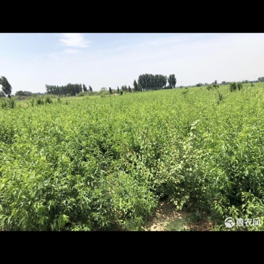 大城县樱桃苗 桃树苗，杏树苗，樱桃树苗，巴旦木苗，各种树苗，中介有茶水