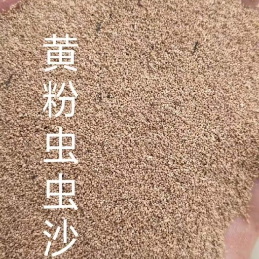 唐县饲料鱼 黄粉虫虫沙