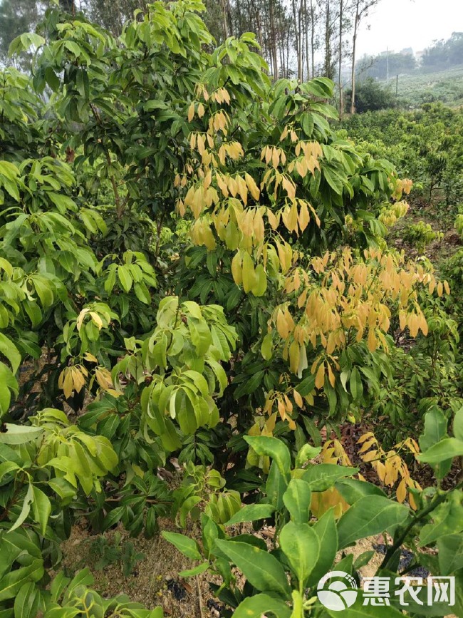 仙进奉荔枝苗  换接仙进奉荔枝品种