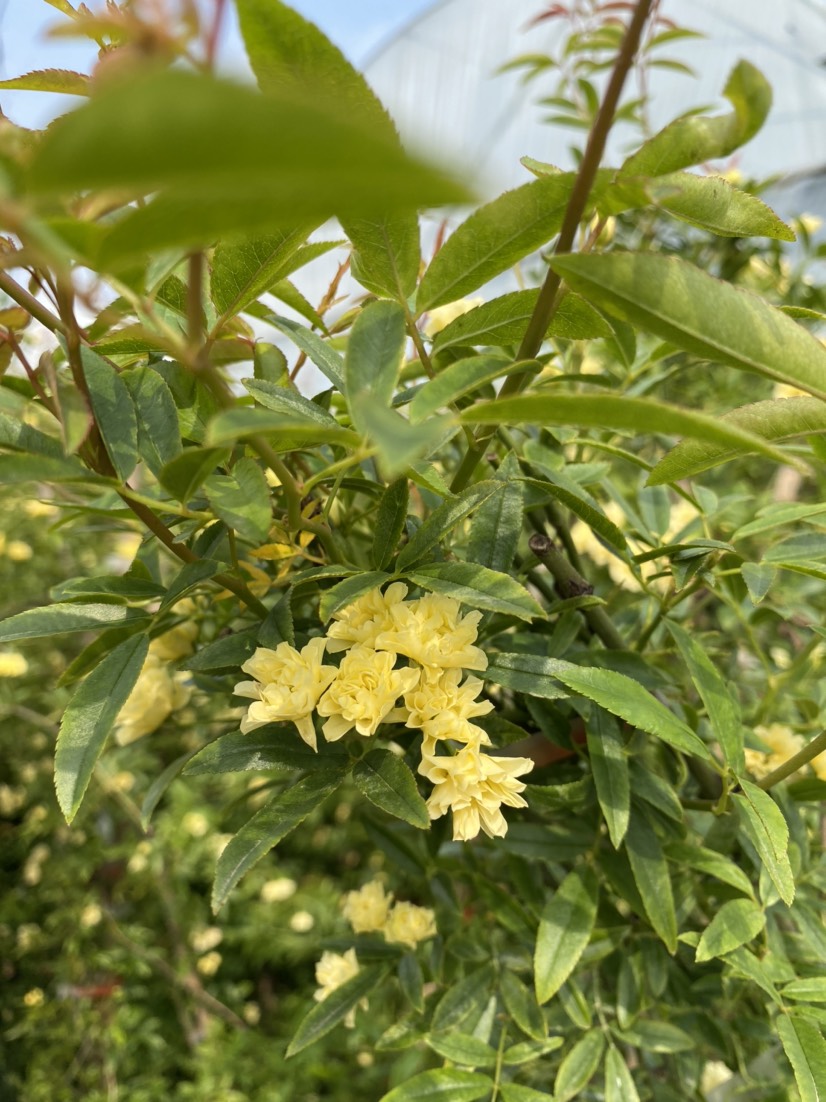 木香花 爬藤植物，黄花木香