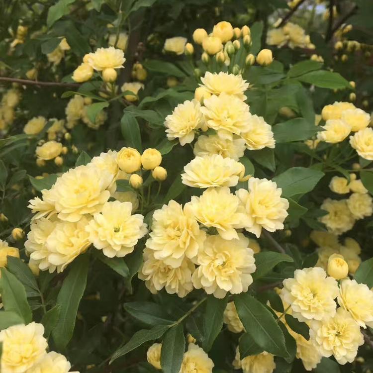 木香花 爬藤植物，黄花木香