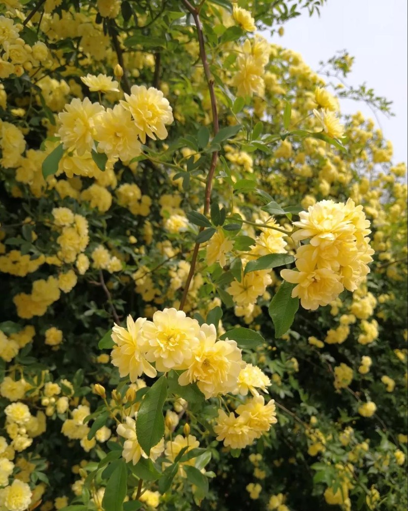 木香花 爬藤植物，黄花木香