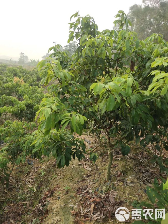 仙进奉荔枝苗  换接仙进奉荔枝品种