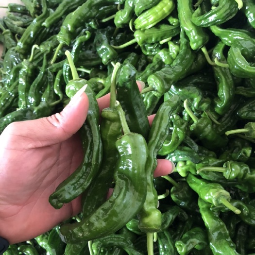 灵山县皱皮椒  广西灵山皱皱皮辣椒已大量上市