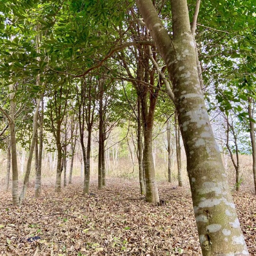 南宁奇楠沉香树 沉香树