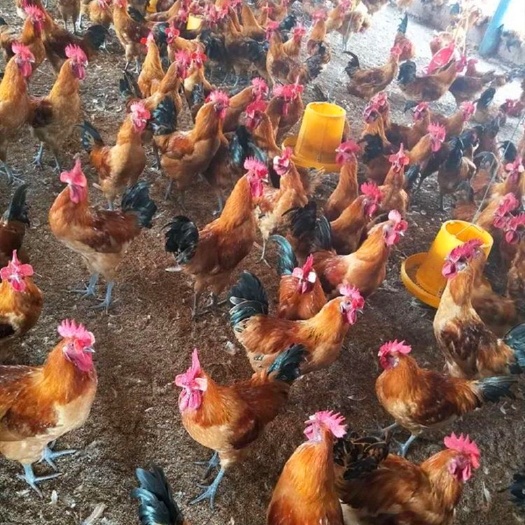 广州红冠乌皮青脚土鸡苗孵化厂直销供应全国运输伤亡包赔